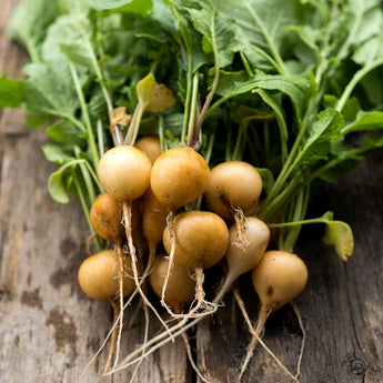 Helios Radish (32 Days) - Vegetables