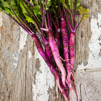 Hinona Kabu Japanese Turnip (40 Days) - Vegetables