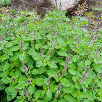 Holy Basil - Herbs