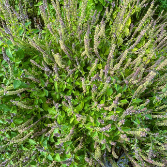 Holy Basil - Herbs