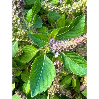 Holy Basil - Herbs