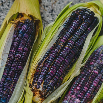 Hopi Blue Dent Corn (Heirloom 100 Days) - Vegetables