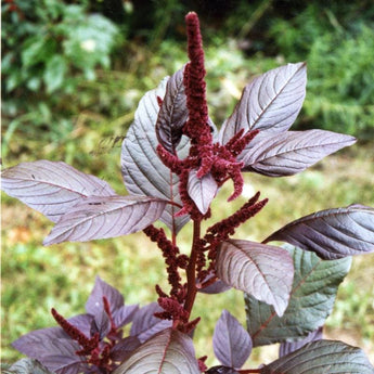 Hopi Red Dye Amaranth (45 Days) - Vegetables