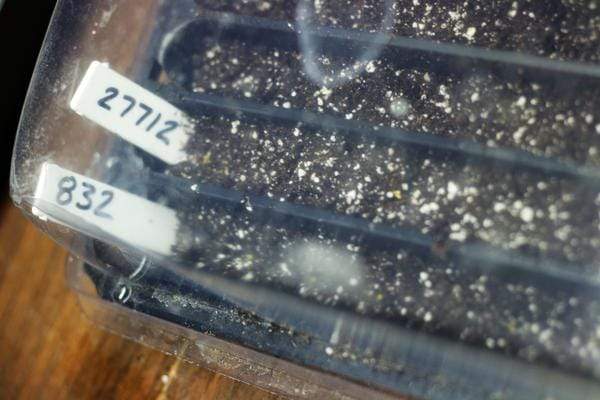 Seedling tray with a propagation dome and garden labels.