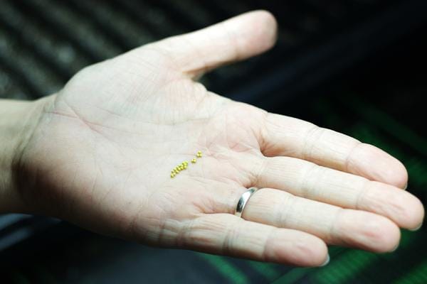 Pelleted petunia seeds in gardener's hand.