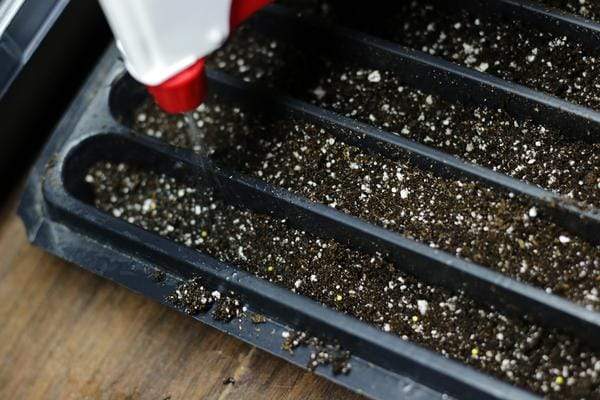 Watering petunia seeds in a seedling tray with a spray bottle.