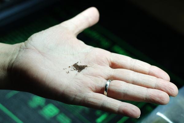 Petunia seeds in gardener's hand.