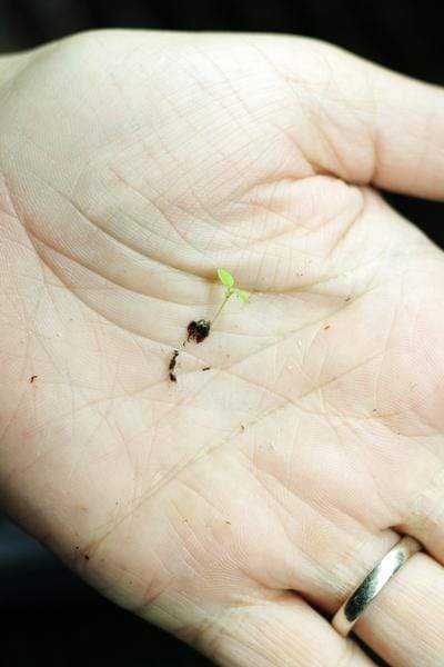 Green petunia seedling in gardener's hand.