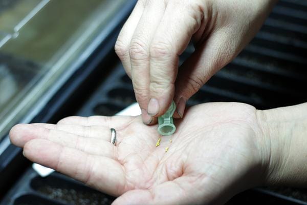 Pouring pelleted petunia seeds into hand.