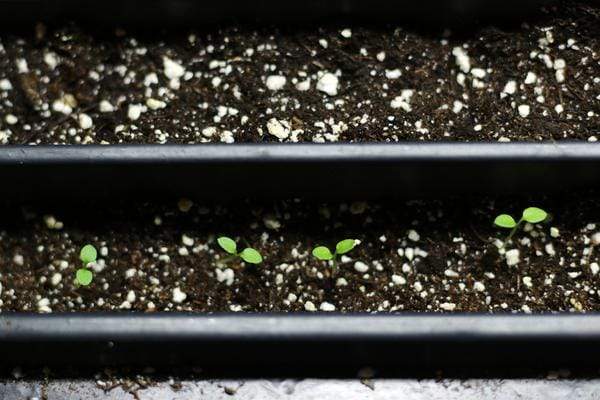 Green petunia seedlings starting to sprout in seedling tray.