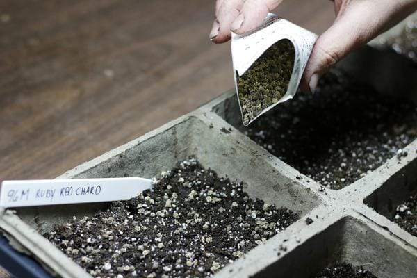 dirt in container with plastic label. Hand is pouring seeds in from a seed packet.