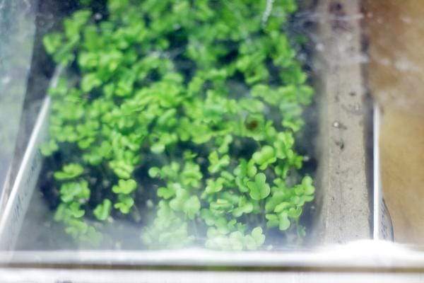 Propagation dome over seed flat with microgreens inside