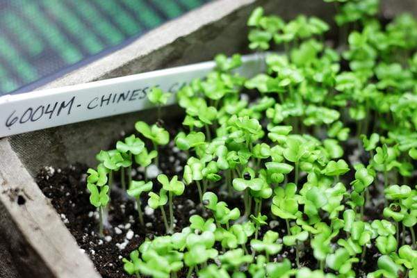 chinese cabbage microgreens in seed flat