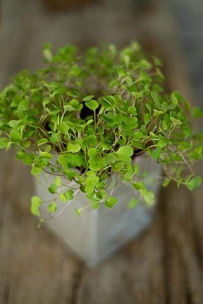 Arugula microgreens in a metal container