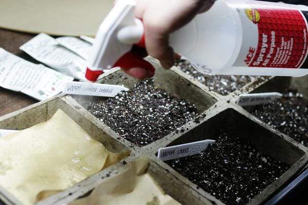 spraying water on seeds in dirt in seed flat with a spray bottle