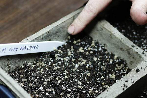 pressing microgreens seeds into dirt in a seed flat