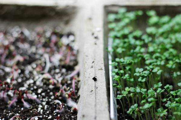 Sprouted microgreen seeds in seed flat