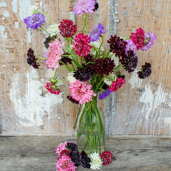 Imperial Mix Scabiosa - Flowers