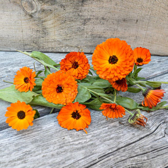 Indian Prince Calendula - Flowers