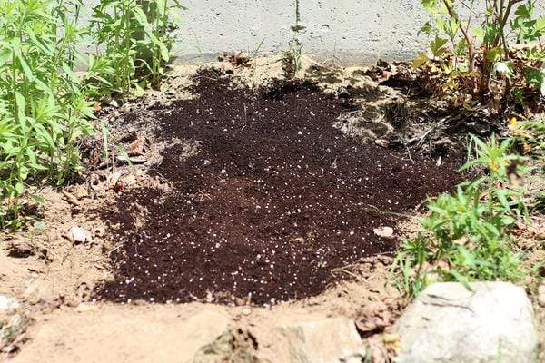 Cleared patch of garden for planting