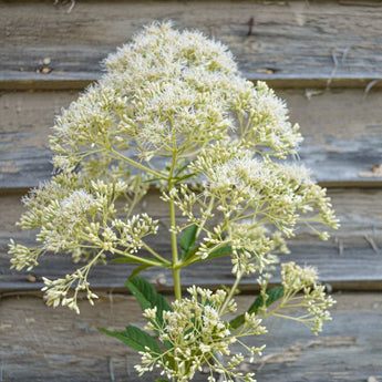 Ivory Towers Joe Pye Weed - Flowers