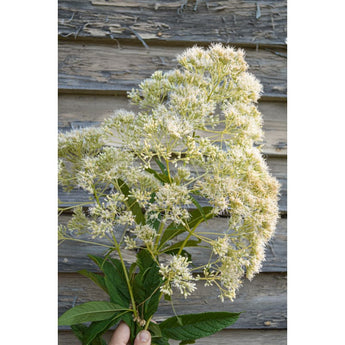 Ivory Towers Joe Pye Weed - Flowers