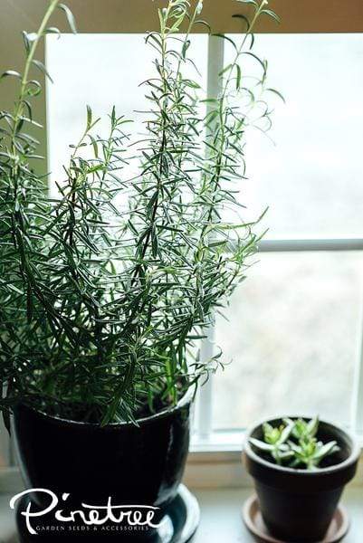 Two herbs in pot, one large, one small, on windowsill.