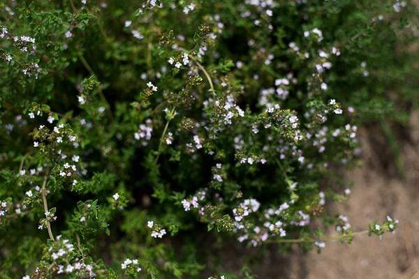 Close up of Thyme Herb plant with small pink flowers.