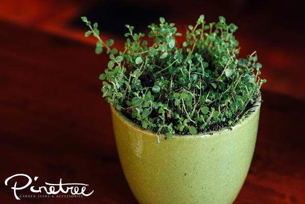 Oregano herb plant in a small green pot.