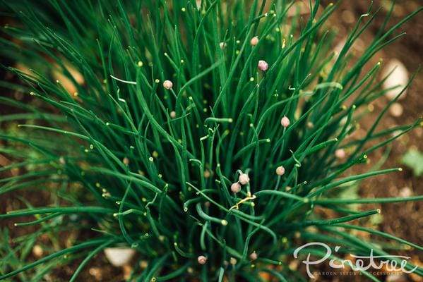 Close up of Chives Herb Plant indoors.