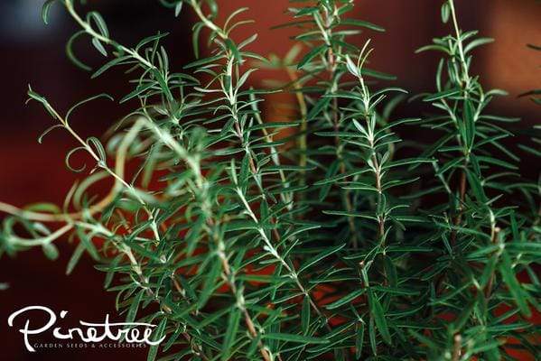 Close up of Rosemary Herb Plant.