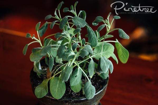 Sage herb plant in a small indoor pot.