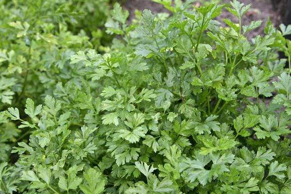 Parsley plant: light green herb, close up.