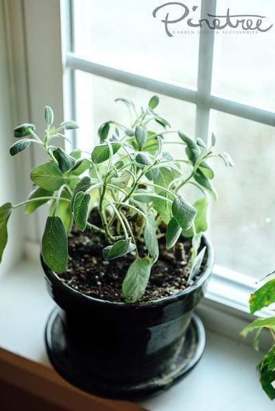 Light green sage plant in a small pot on a windowsill.