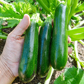 Kefren Zucchini (F1 Hybrid 50 Days) - Vegetables