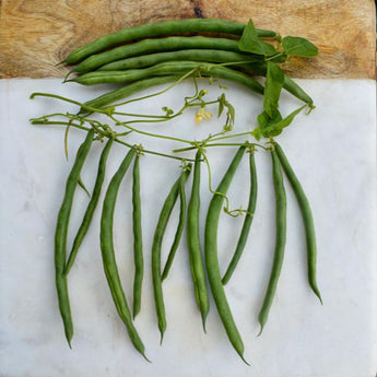 Kentucky Blue Pole Bean (62 Days) - Vegetables