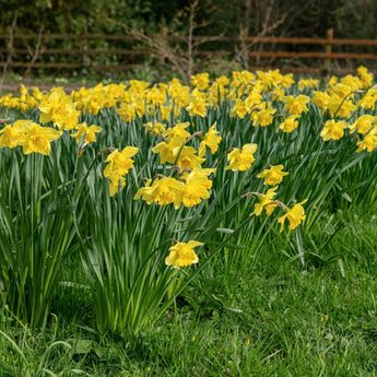 King Alfred Narcissus - Fall