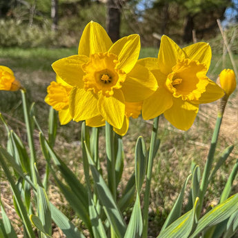 King Alfred Narcissus - Fall