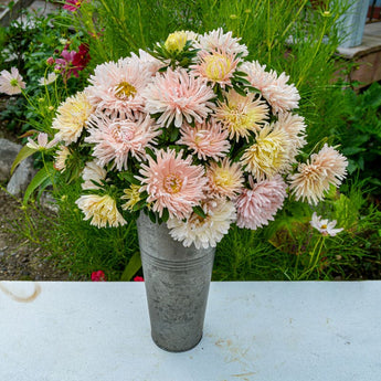 King Sized Apricot Aster - Flowers