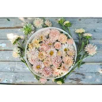 King Sized Apricot Aster - Flowers