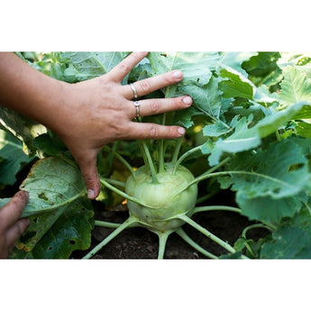 KOSSACK KOHLRABI (F1 hybrid 60 days) - Vegetables