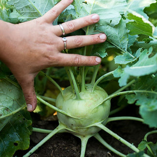 Kossack Kohlrabi (F1 Hybrid 60 Days) - Vegetables