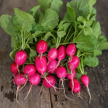 Lady Slipper Radish (30 Days) - Vegetables