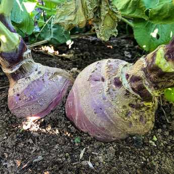 Laurentian Rutabaga (Heirloom 90 Days) - Vegetables