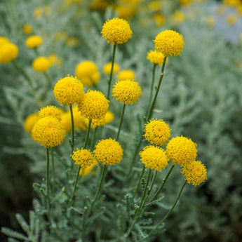 Lavender Cotton - Herbs