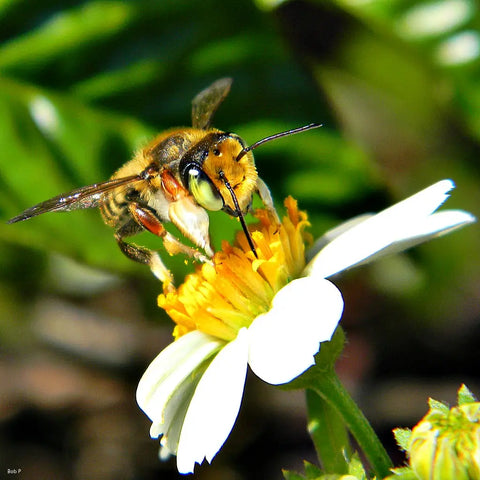 "Leafcutter Bee in Sunshine" by bob in swamp