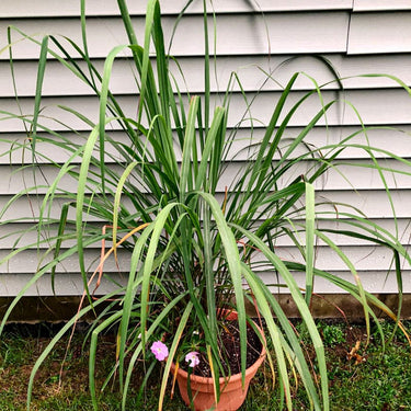 Lemon Grass – Pinetree Garden Seeds