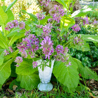 Lemon Mint Monarda - Flowers