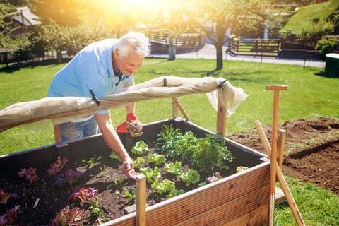 How Long Does it Take Lettuce to Grow in Your Backyard Garden?