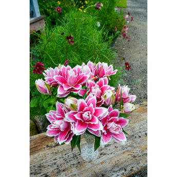 Lily ’Roselily Samantha’ - Spring